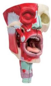 鼻、口、咽喉腔分解模型